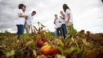 Treffen von Tomatenbauern mit dem Nachhaltigkeitsteam von Unilever bei einem Projekt für regenerative Landwirtschaft in Spanien.