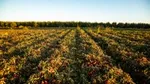 Ein Feld mit Tomaten in Reihenkulturen