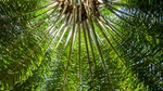 Aufwärtsaufnahme einer Palme